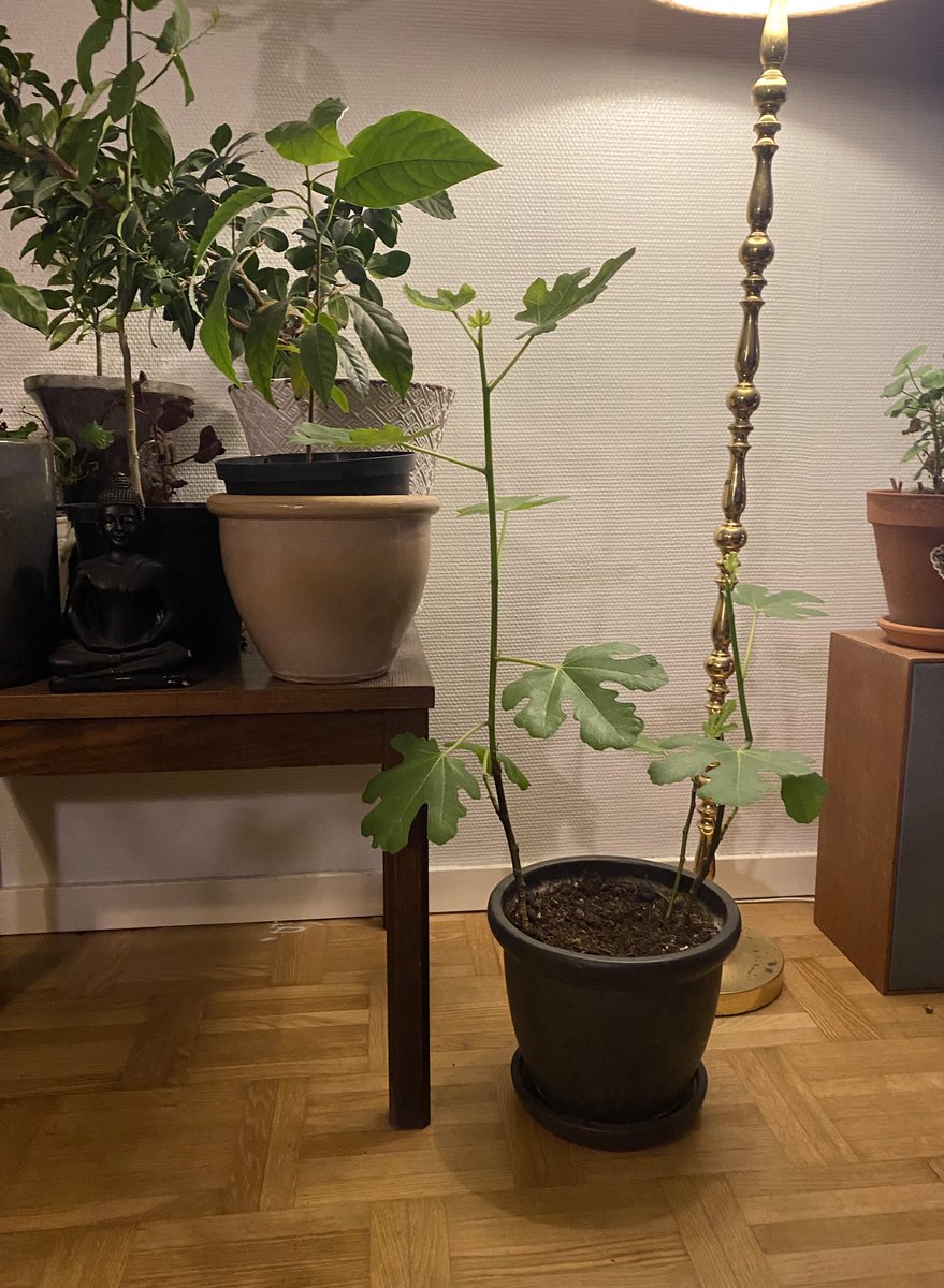 vendicti's tweet photo. Förstår att ni undrar hur det går med fikonträdet. ☝🏽☝🏽☝🏽🥰🙌🏽 #stickling #balkongodling #midvinter https://t.co/b9yiQTZ7iQ