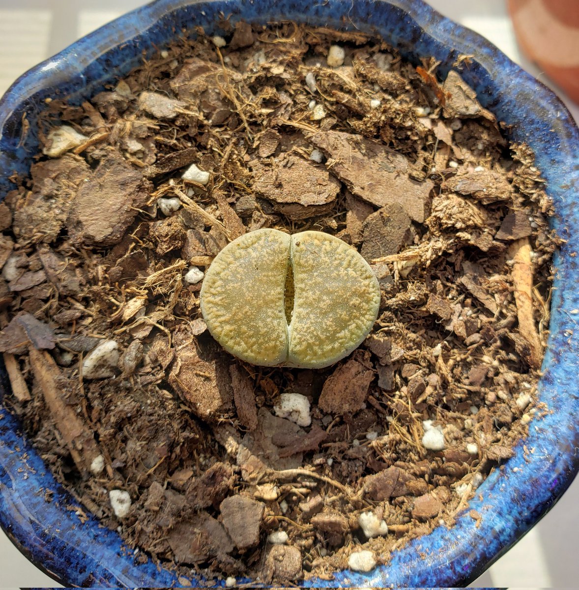 Thrisinthe tweet media