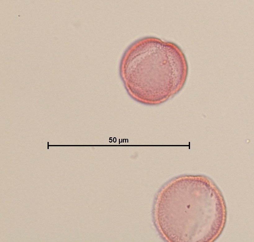 MescalProject's tweet photo. #Dec16 Each #PollenGrain shows different #Apertures, structures which help the genetic material to leave the grain. When these apertures have a circular shape we call them pores, if they are elongated, colpi, and they can even combine both in colpori! #AdventPolendar https://t.co/p2aGKNavhc
