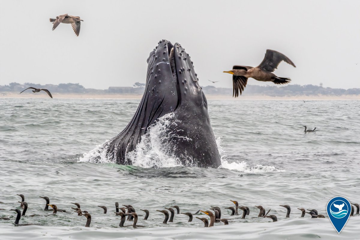 Sanctuaries (NOAA) tweet media