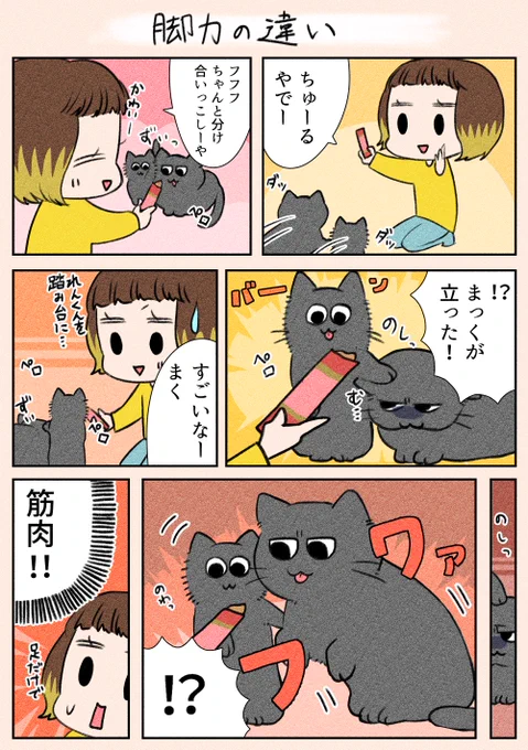 夜遅くにすみません!
「脚力の違い」
れんくんの筋肉はすごいです…💪😅

#漫画が読めるハッシュタグ
#日常
#猫 