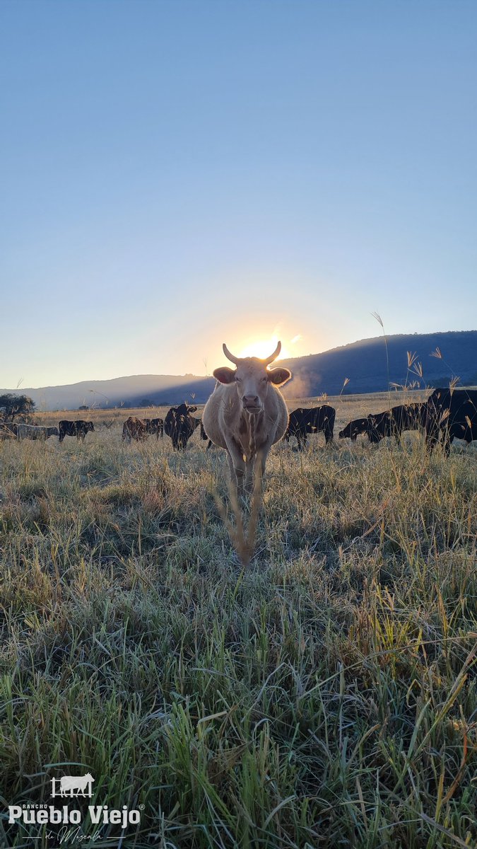 Rpuebloviejomx's tweet photo. ¡Buenos días!
#ganaderiaregenerativa #ranchoagroecológico #Itsnotthecowitsthehow #hogardelaluna https://t.co/BTEFUl2kBf