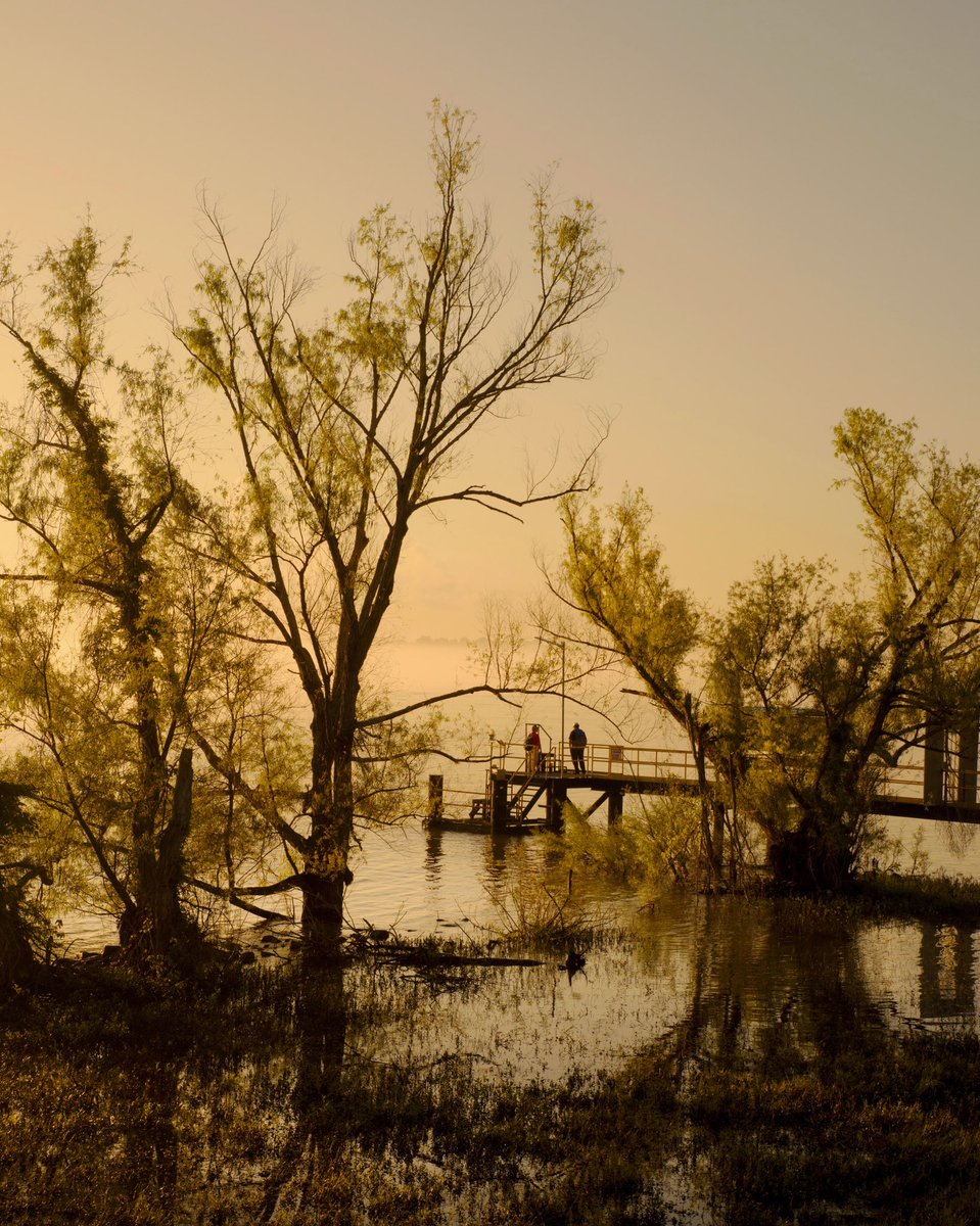 virginiahanusik's tweet image. some photographs i made this year about water and light in louisiana