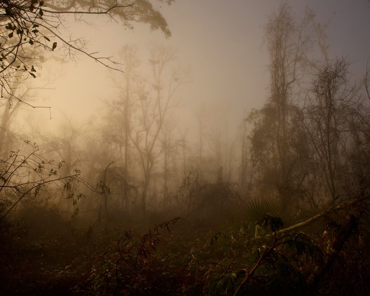 virginiahanusik's tweet image. some photographs i made this year about water and light in louisiana