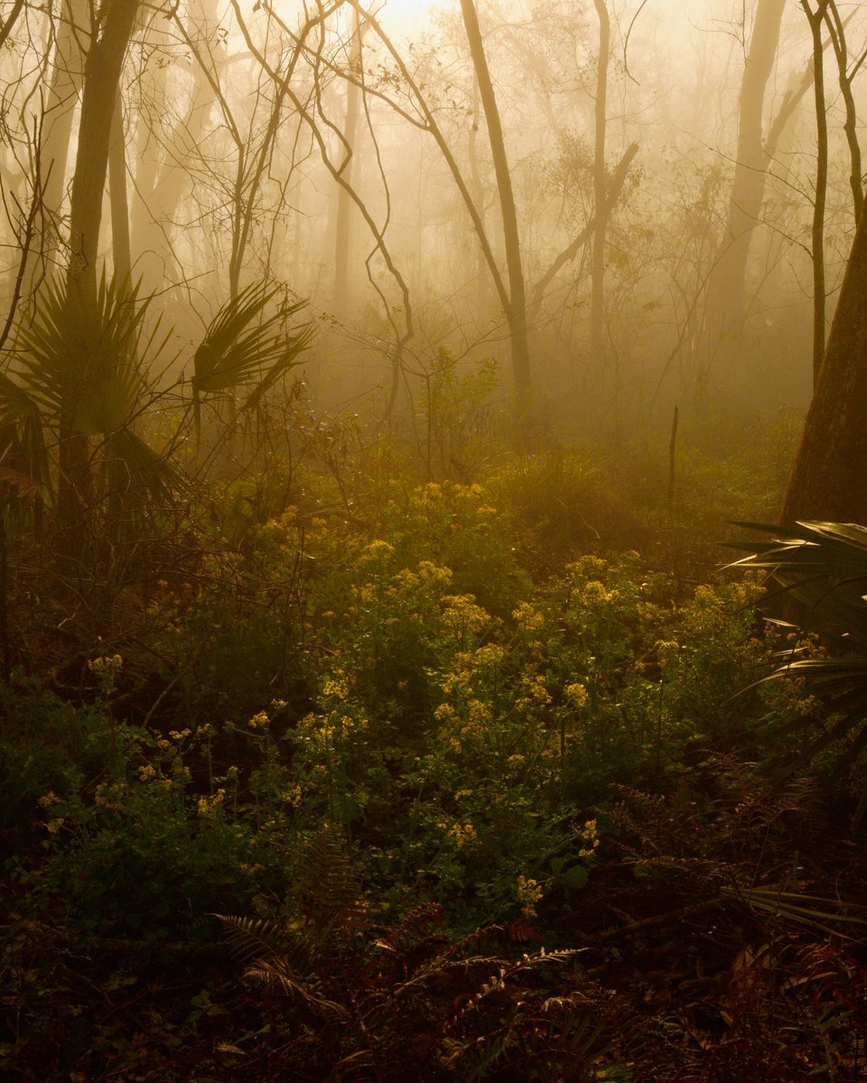 virginiahanusik's tweet image. some photographs i made this year about water and light in louisiana