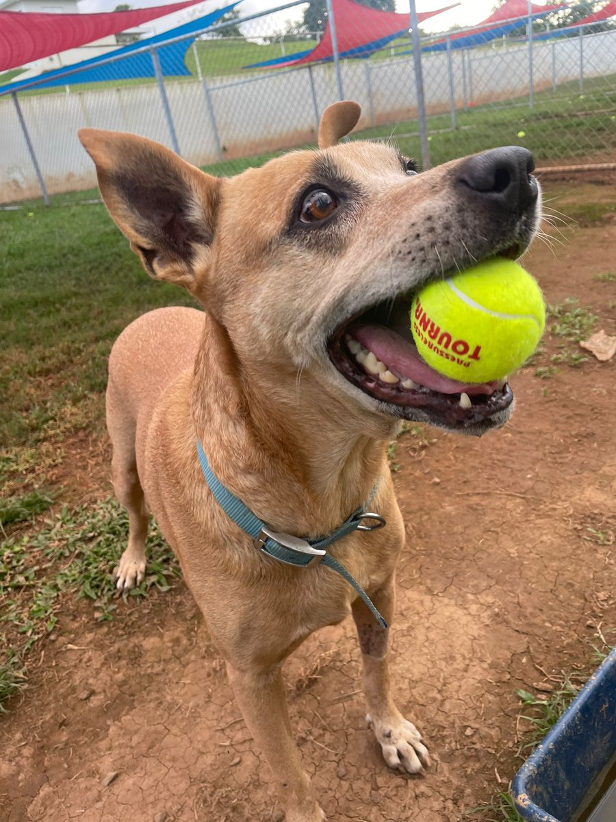 TheSatoProject's tweet photo. Sweet Benji is still adoptable! Benji is a big teddy bear. His favorite activity? You guessed it: chasing after a ball! Itโs fun exercise for him. โค๏ธ
Benji will fly to NJ on December 29th.
Adopt? ๐ https://t.co/m6S4GRmLMh
#satostrong #findyourmax #adoptdontshop #rescue https://t.co/odqWdmESdV