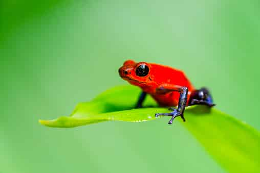 hilltopgina's tweet photo. Here are a few creatures that we have lost to extinction recently.
THEY ARE GONE FOREVER because of us.
1. Splendid Poison frog (went extinct in 2020)
Deforestation and habitat degradation are the primary cause of the extinction of the splendid poison frog.
#Exctinction https://t.co/rjhNGbN2N9