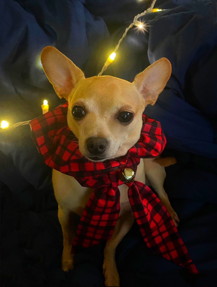 Jasper’s new nickname is JingleDog.
🎄
#FridayFeels #JingleJingleJingle #ItMakesItEasyToFindHimWhenHeTriesToGoPoopInTheHouse #Christmas #Solstice #DecorateYourDog #Chihuahua #RescueDog #dogtwiitter #DogsofTwittter #DogsOnTwitter