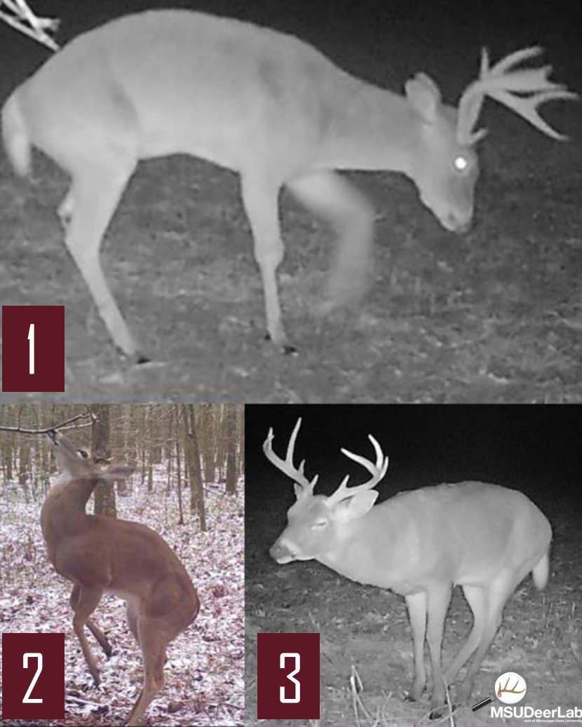 MSUDeerLab tweet media