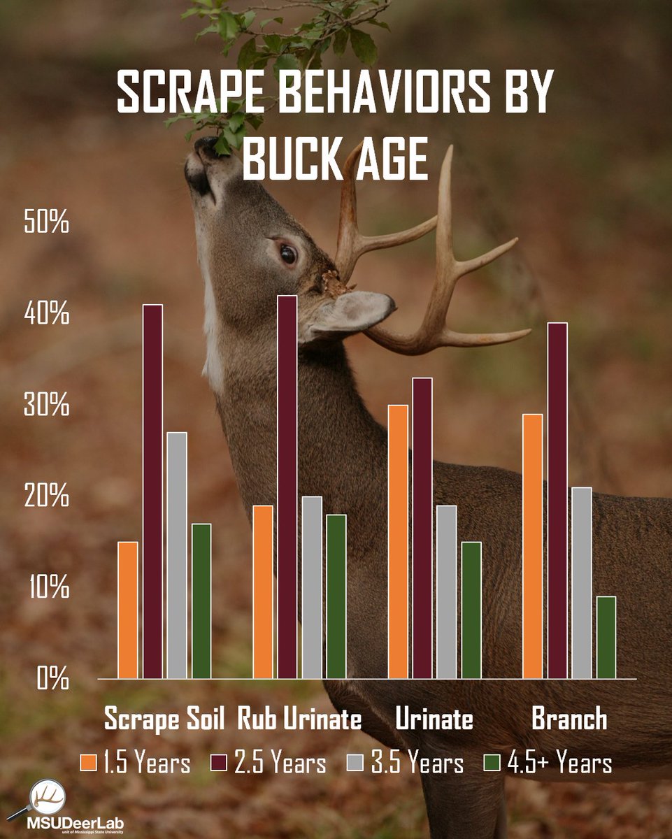 MSUDeerLab tweet media