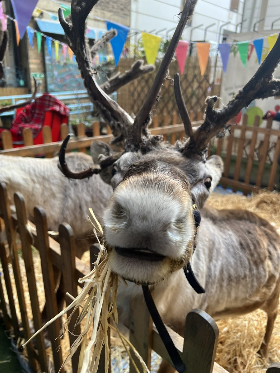 We had some nosey visitors today at @GreatOrmondSt - a real pleasure to take some of our patients out to meet dancer and prancer ❄️ #PedsICU #OutdoorRehab