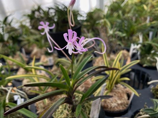 SBOrchidShow's tweet photo. Seed Engei at 2023 SB Intl Orchid Show - elegant Japanese orchid species! - https://t.co/nCgtq18ZZT https://t.co/SL942bDm4Z