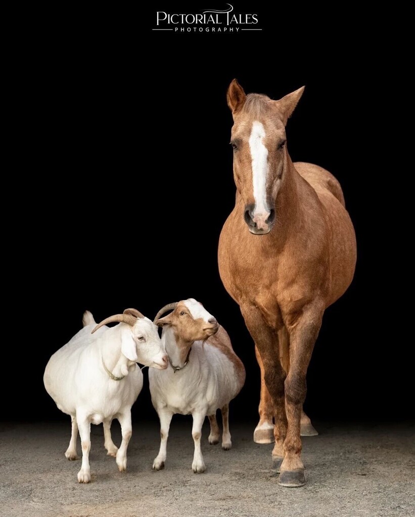 cowboymagic's tweet photo. Happy #FarmLifeFriday!❤️
Carousel by @pictorial.tales.photography
Share your farm life pics with us!

"Swipe to see the cutest photo bombers! I love when the farm goats strut onto the scene like they own the place (maybe they do). I can't wait to have my… https://t.co/WDuEXLWAoI https://t.co/h6egsAD0OT