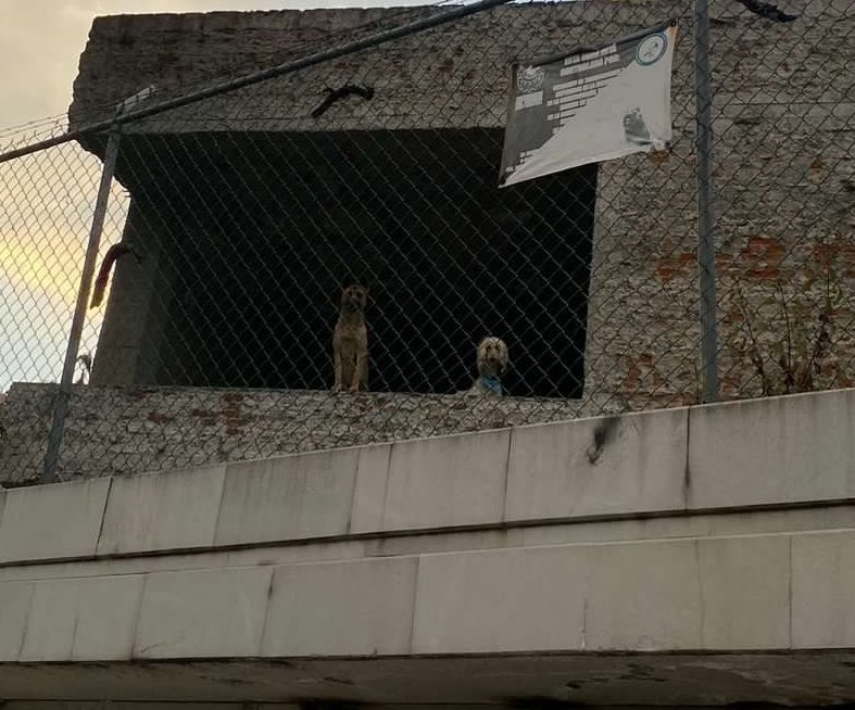 Alina_Gag's tweet photo. Dos perritos en casa abandonada en la colonia de las lomas, cdmx. Quien reporta esta embarazada y no puede saltarse. Algún consejo? 🥺

Son un afgano(a) y pastor Alemán https://t.co/UylxWRomBF