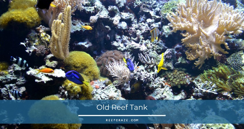 A properly managed reef tank space can house a larger, diverse collection of fish than it should be able to.

Read the full article: How Many Fish Can You Put In A Reef Tank?
▸ lttr.ai/55x9

#OverwhelmingNumber #KeepingFish #ReefTank #MeasurementDoesnTApply