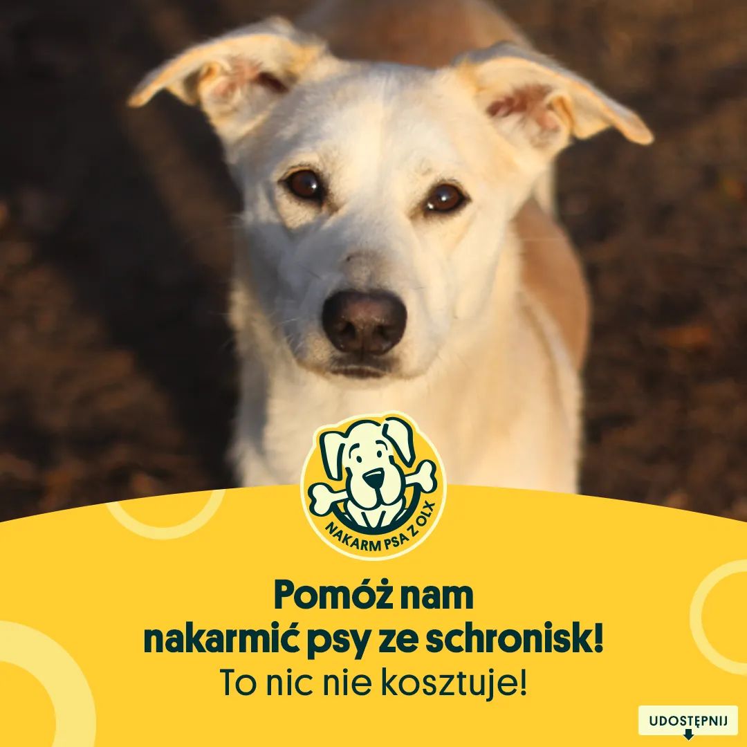 UWAGA ‼ 

NA OLX ZNÓW RUSZYŁA AKCJA W KTÓREJ RAZ DZIENNIE MOŻEMY NAKARMIĆ WYBRANEGO PRZEZ NAS PIESKA.

TAKI MAŁY GEST A DUŻO ROBI. 🐶

RT ‼