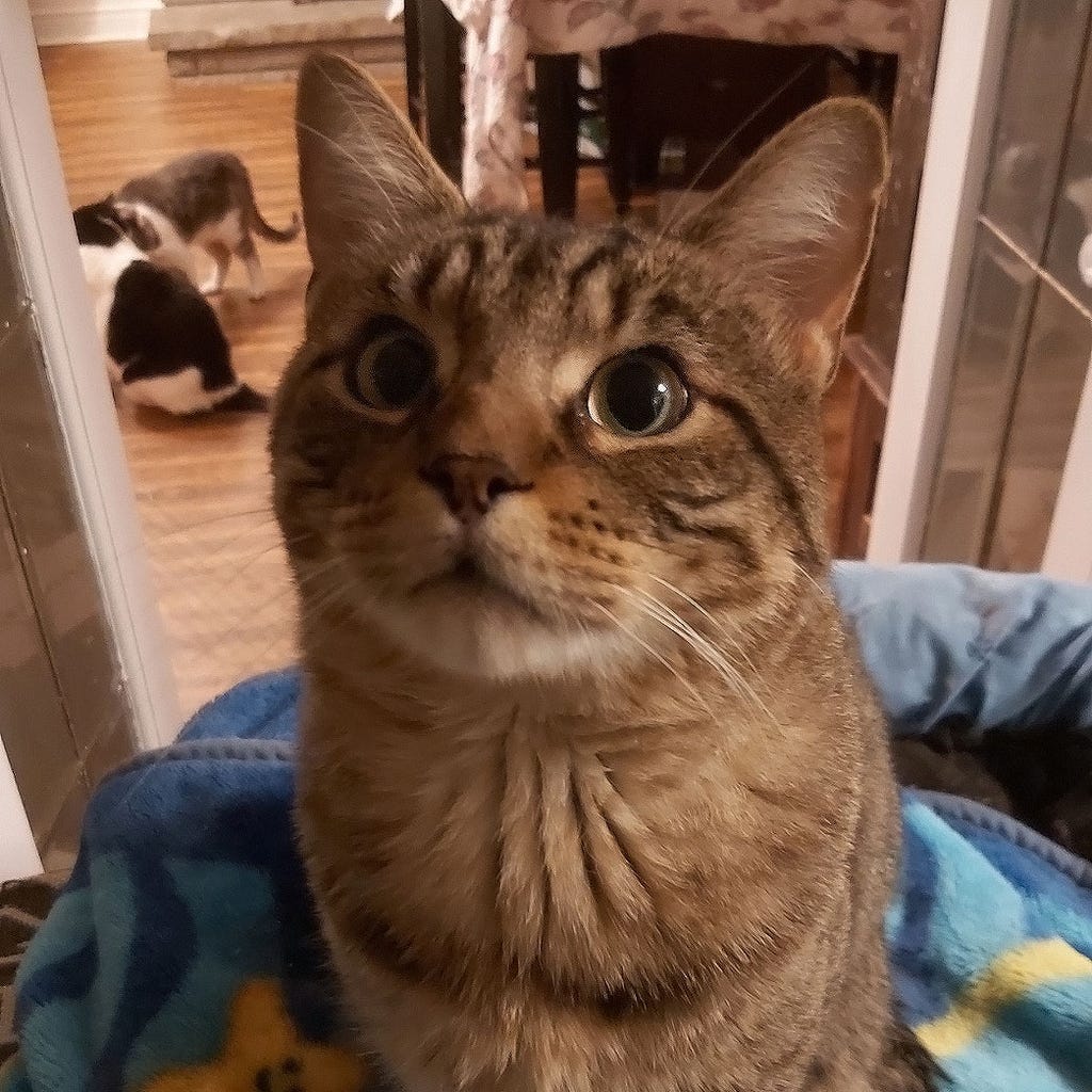 CatRelief's tweet photo. "Hi friends! Your pal Beasley, here. It's finally Friday and I'm feline fine! I’m an easy-going, enthusiastic young guy... 
https://t.co/gzV9iginGS
#FelineFineFriday #GuildwoodCatRelief #CatRescue #AdoptDontShop #CatsOfInstagram #CatsOfTwitter #Guildwood #ScarbTO #Cats https://t.co/6x5PSUbCG4