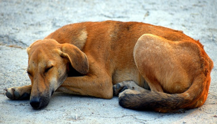 EsGenerales's tweet photo. Holanda primer país libre de perros callejeros

Así es, Holanda es el primer país libre de perros callejeros. Este título no ha sido fruto de la casualidad sino de una intensa campaña y la aplicación de.....

#holanda #perros #perrosabandonados

https://t.co/4qbrmBRXvk https://t.co/aVBLhS5C20