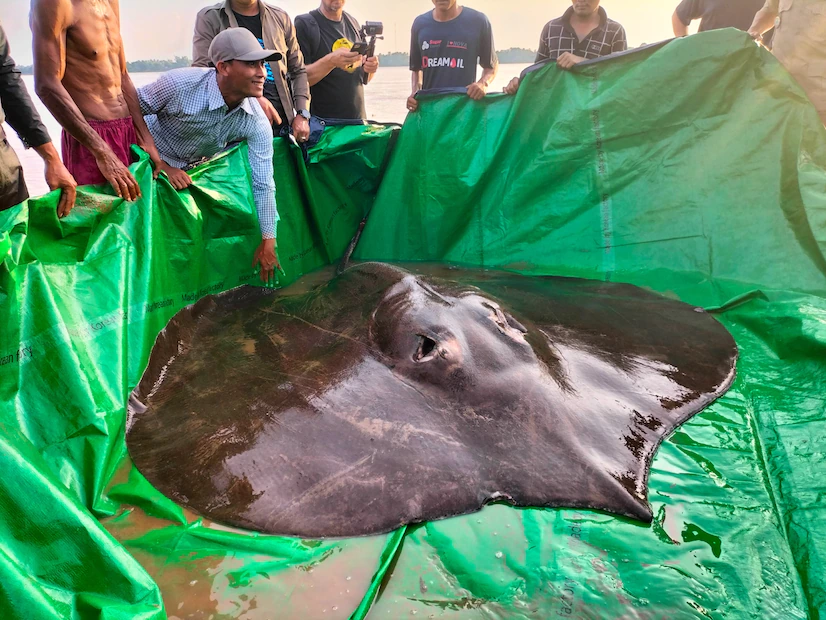 stingraydaily's tweet photo. this 13 foot long giant freshwater ray weighed 661 lbs and was found in cambodia this june. it set the new record for largest freshwater fish. RAY NATION!!!! SALUTE THE FLAG!! https://t.co/3R4f8MTUGK