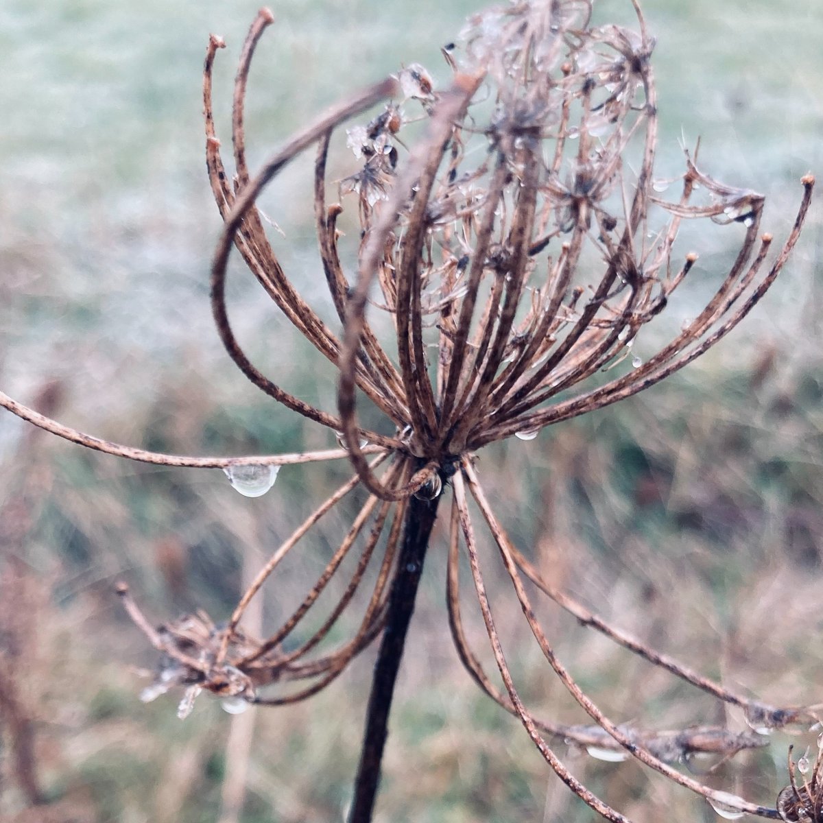 JesusOxford's tweet photo. Winter has taken over Oxford, and the frost is so beautiful! Bundle up and enjoy the winter wonderland ❄️
#winterinoxford #oxfordwinter #frostyoxford #wintermagic #winterwonderland #FridayFlora https://t.co/xlmXOMvETy