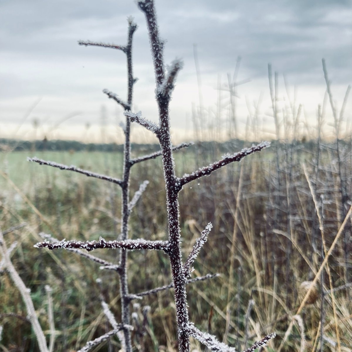 JesusOxford's tweet photo. Winter has taken over Oxford, and the frost is so beautiful! Bundle up and enjoy the winter wonderland ❄️
#winterinoxford #oxfordwinter #frostyoxford #wintermagic #winterwonderland #FridayFlora https://t.co/xlmXOMvETy