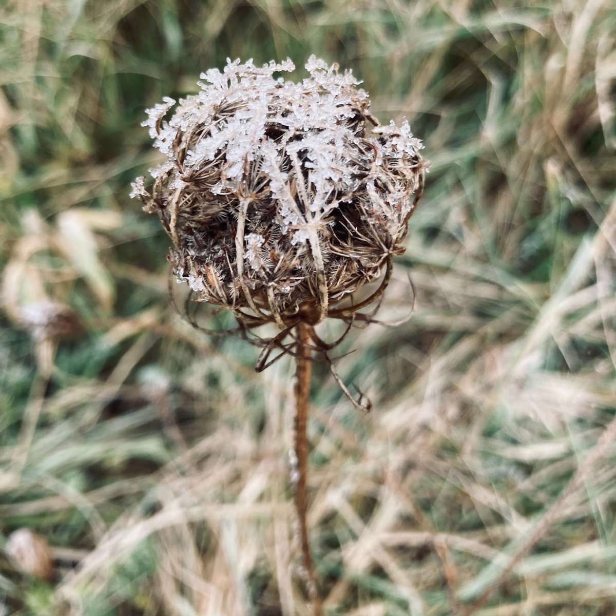 JesusOxford's tweet photo. Winter has taken over Oxford, and the frost is so beautiful! Bundle up and enjoy the winter wonderland ❄️
#winterinoxford #oxfordwinter #frostyoxford #wintermagic #winterwonderland #FridayFlora https://t.co/xlmXOMvETy
