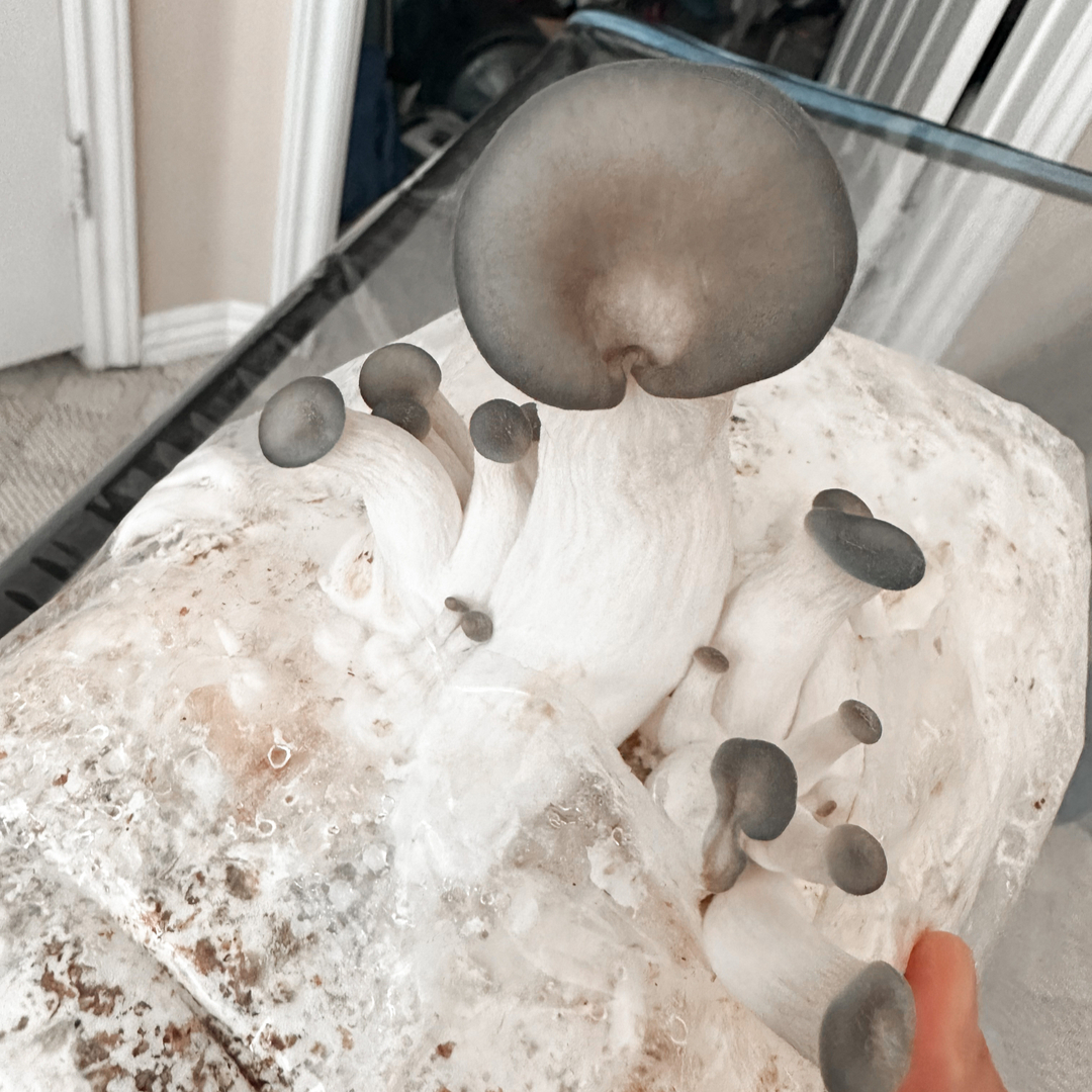 Our blue oysters looking fresh ✨ 

#bellabora #mushroom #mycology #mycelium #fungi #mushroomgrow #fruitingchamber #gardening #lionsmane #mushroomgrowers #mushroomgrowing #mushroomgrowkit #growkit #mushroomkit #mushroomcultivation #mycologists #fantasticfungi
