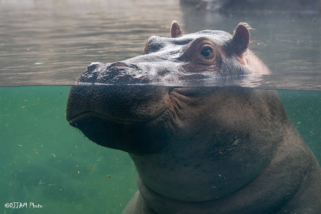 CincinnatiZoo's tweet photo. TGIF- Thank Goodness It's Fiona! https://t.co/6QN1GEw8CZ