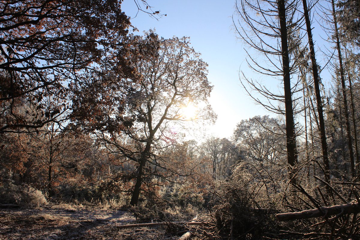 Myzelika tweet media