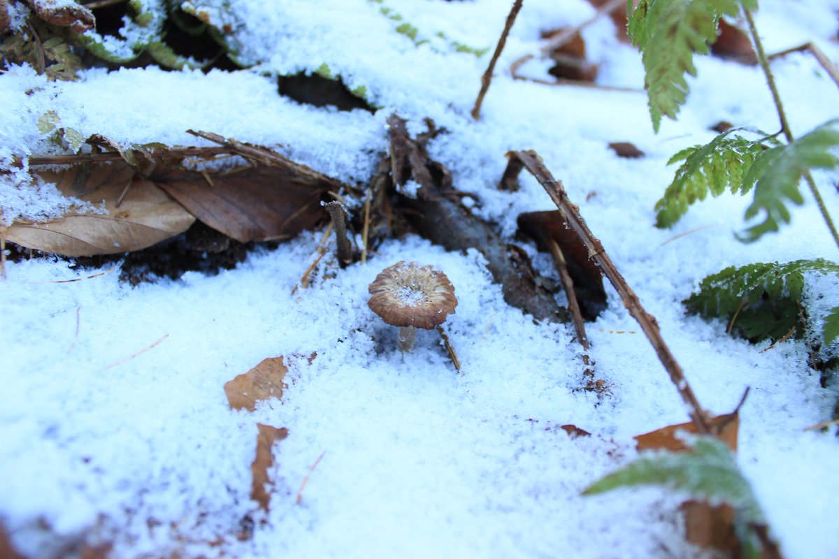 Myzelika tweet media