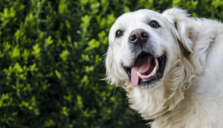 EsGenerales's tweet photo. ¿El mal aliento en los perros se podrá eliminar? ¡Con el debido cuidado bucodental para perros es posible!

La Asociación de Veterinarios Españoles Especialistas en Pequeños Animales.

https://t.co/L0gI9mZIhi https://t.co/paa6TTFz5R