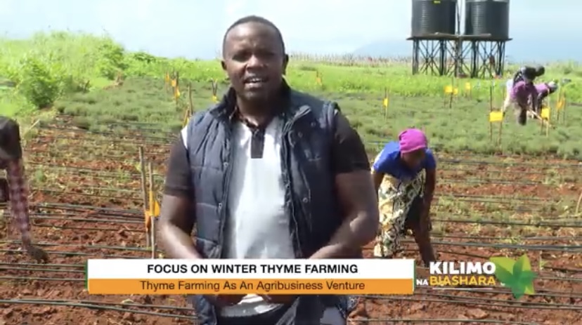 K24Tv's tweet photo. Gabriel Kagume: Before planting thyme, we first did an extensive market research that dictated us to start growing thyme and other herbs. #KilimonaBiashara @Linda.Koskey @greensproutske https://t.co/X5MPHSu2bR