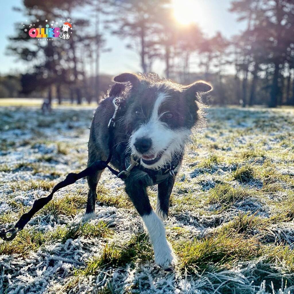 olliespetcare's tweet photo. Friday walks with lil Penny! ❄️💜🐶🎄
#fridayfeeling #frostyfriday #dogwalking #december #terriermix #cutedog #irishdog #dogwalks #terriersofinstagram #instapooch #irishbusiness #olliespetcare https://t.co/btjG5wahJZ https://t.co/NO8lX6FKdy