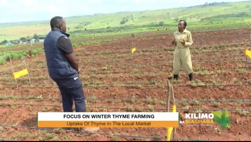 K24Tv's tweet photo. We export internationally to various markets abroad. For the local markets, we are still experimenting. Our major market is the export market and that has really supported us and boosted our growth. #KilimonaBiashara @Linda.Koskey @greensproutske https://t.co/YjLBIr7zbY