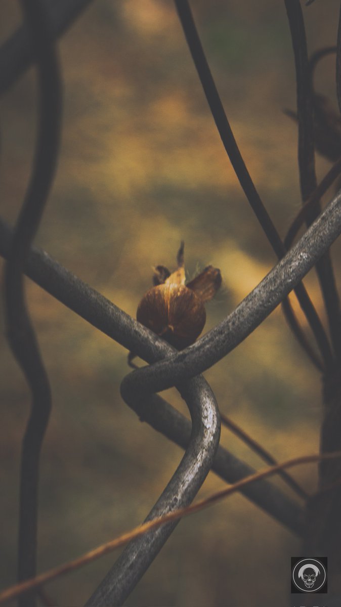 originalcoolone's tweet photo. Be Careful today.
#rain #photography #love #weather #photooftheday #instagood #naturephotography #beautiful #Snow #Flower #MacroPhotography #Red #Textured #photogang #SingleObject #landscape #photographer #picoftheday #Green #Plant #Metal #CloseUp #Hanging @petermckinnon https://t.co/d55cDSKYHI