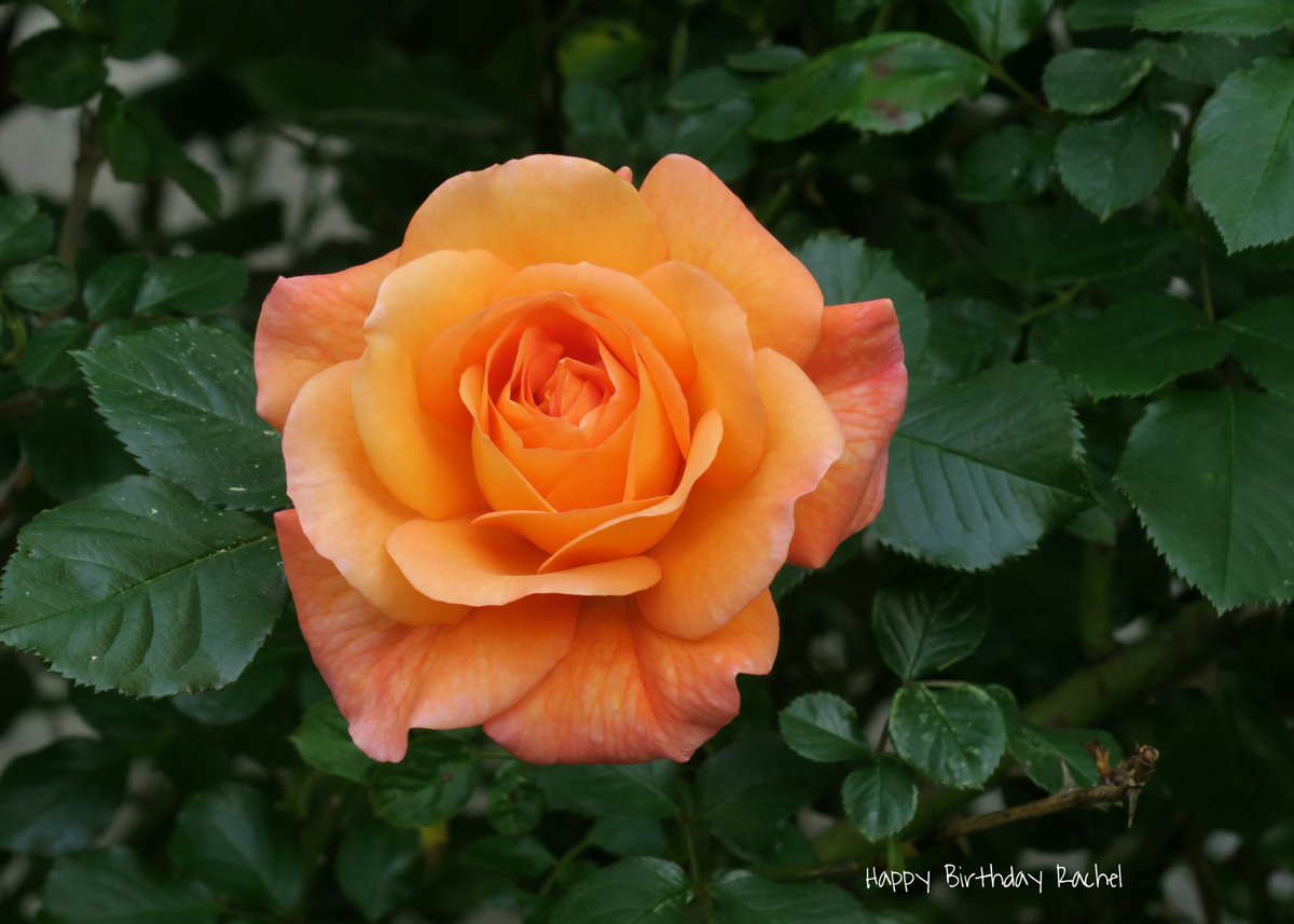 Armin Zimmermann tweet media