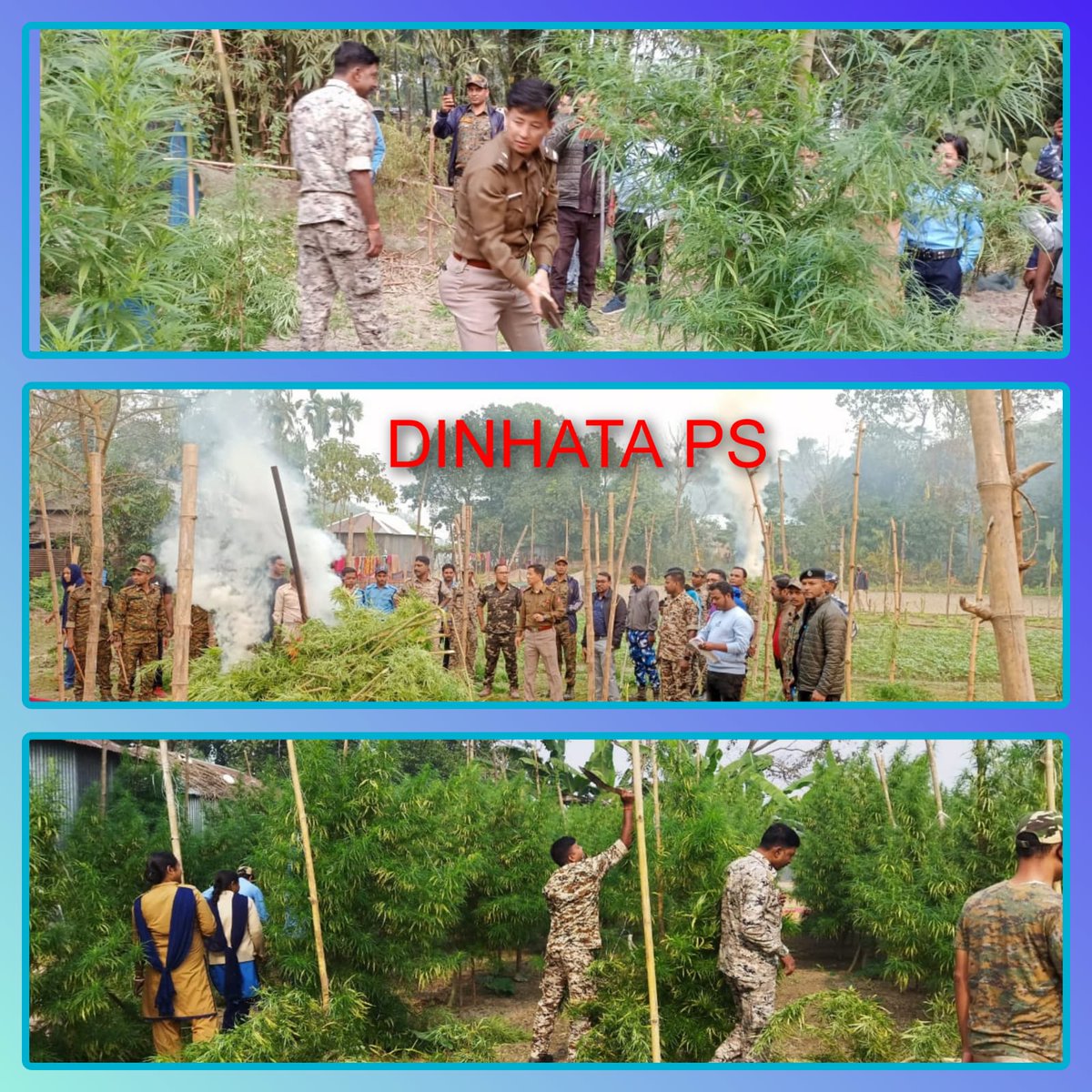 CBR_Police's tweet photo. DRIVE AGAINST ILLEGAL CANNABIS CULTIVATION!
Today Kotwali  PS and Dinhata PS conducted Drive against illegal Cannabis (Ganja) plantation &amp; destroyed huge amount of Cannabis at  Putimari Fuleshwari GP &amp; Gosanimari-  I GP respectively.
#fightagainstdrugs #cbrdistpolice #wbpd https://t.co/IXK35HlLZM