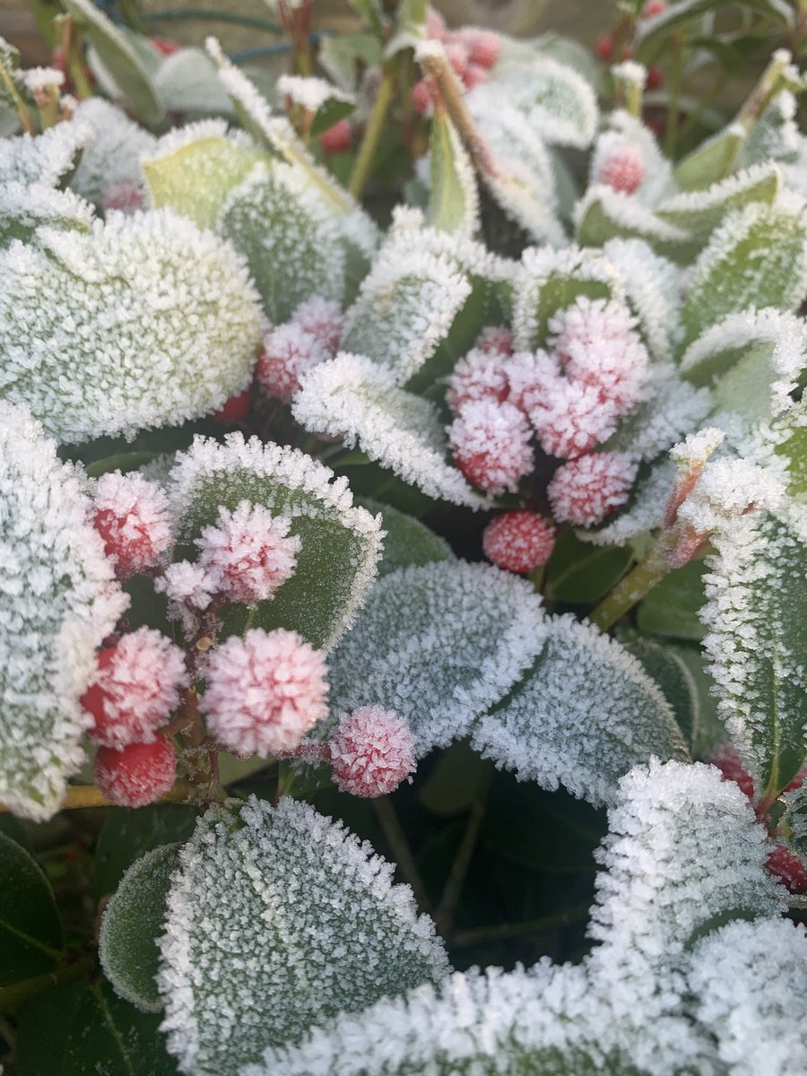 Frosted flourish! #berrybrilliance #frostedflourish #skimmiashiver #frost #frosted #flourish #berry #berries #skimmia #shiver #bush #japonica #japan #gardenglory #garden #glory #decemberdays #december #days