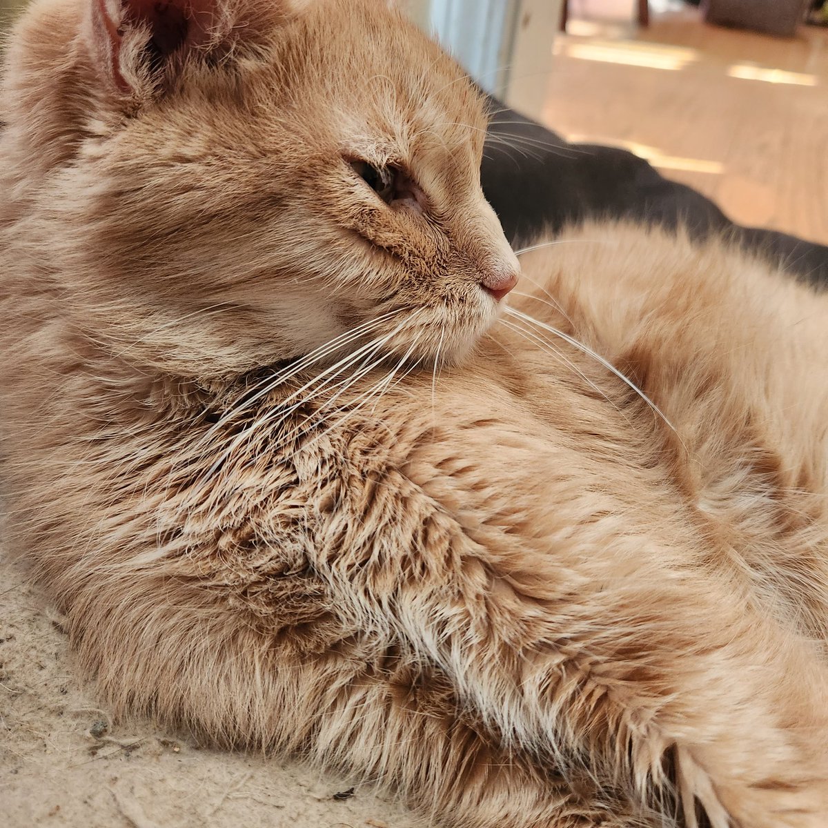 whakened's tweet photo. been a while since last cat update

enjoy https://t.co/4jaxr7zepJ