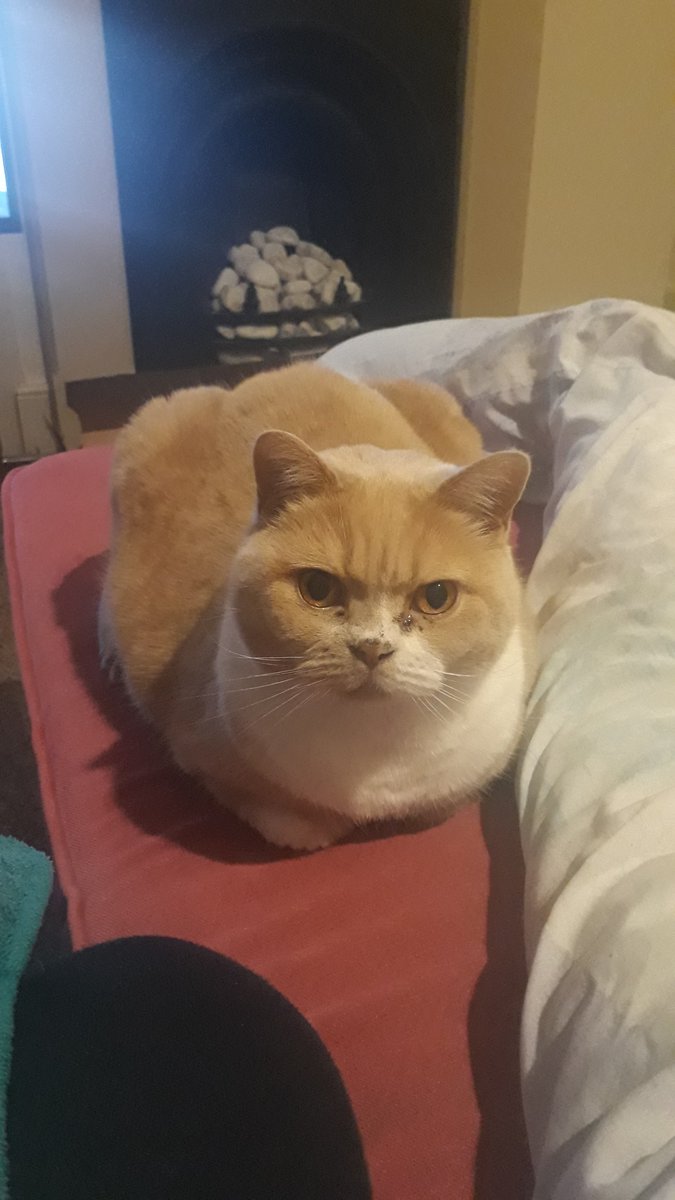 Jas the Cat tweet media