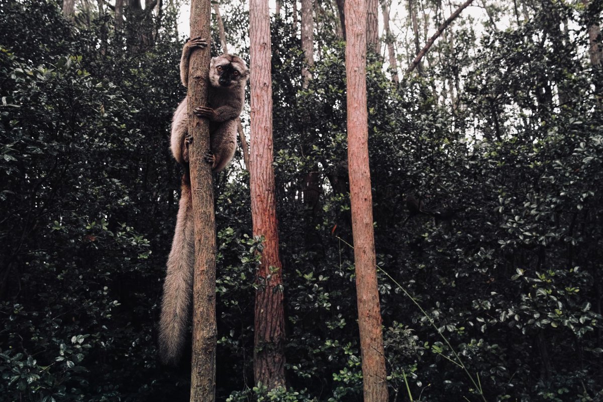 tengyo's tweet photo. #Madagascar #Lemurs #Perinet https://t.co/S13Zej2suv