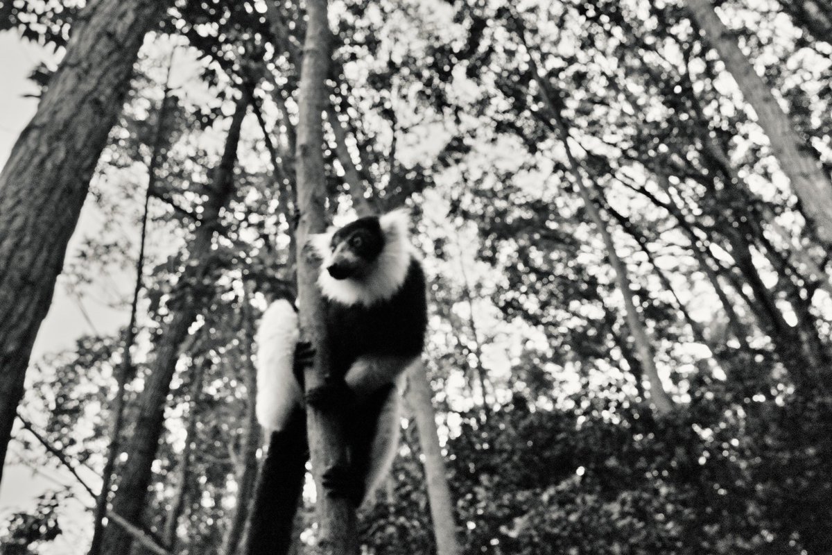 tengyo's tweet photo. #Madagascar #Lemurs #Perinet https://t.co/S13Zej2suv