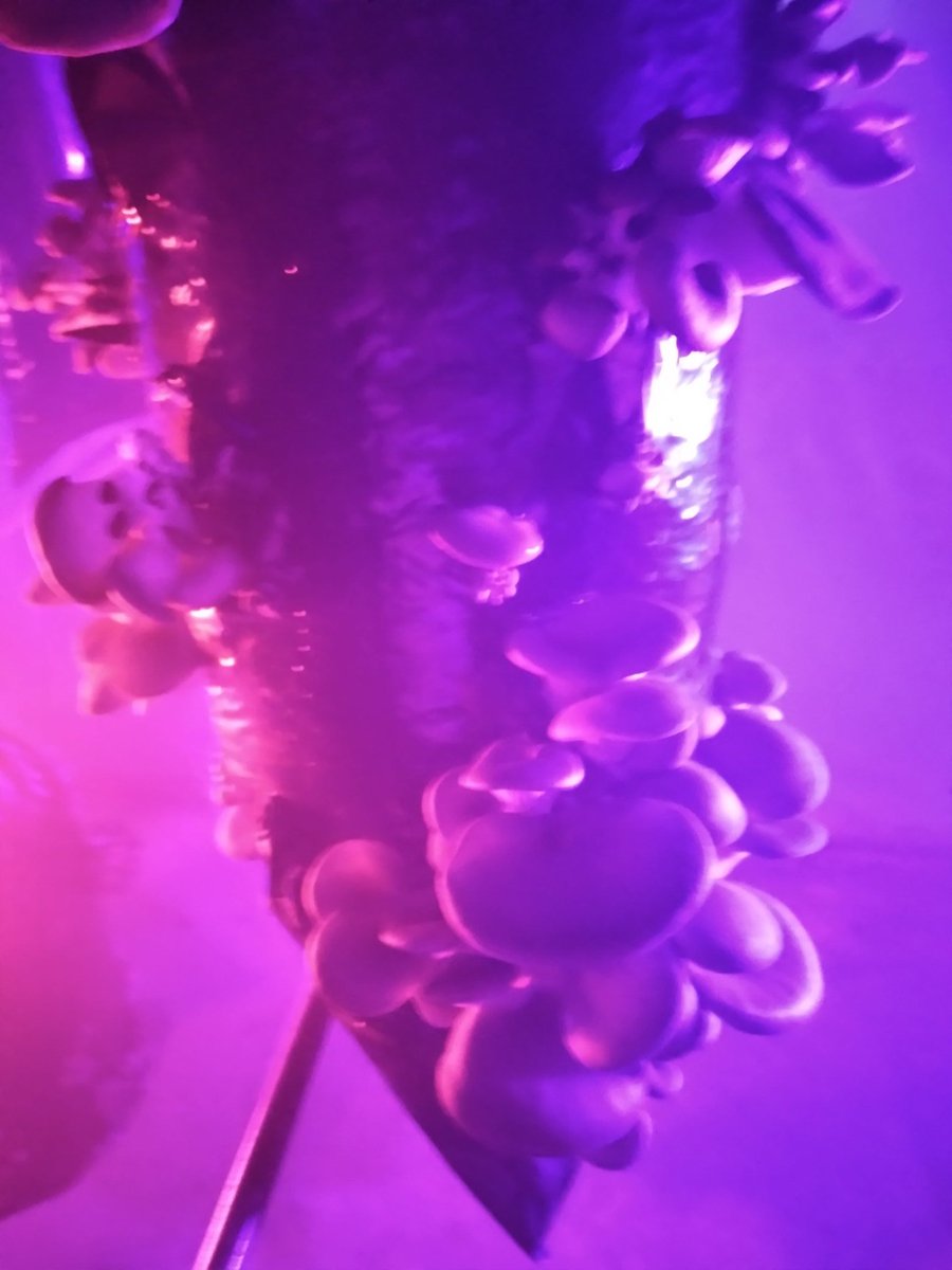 Heading home from Brussels after a very full couple of days filming a video at <a href="/PermaFungi/">PermaFungi</a> as part of the 'Field Recordings from the Future' project I'm doing with artist Mr Kit. Thanks to everyone who helped. As @GClaeysHistory puts it, "only the extraordinary can save us".