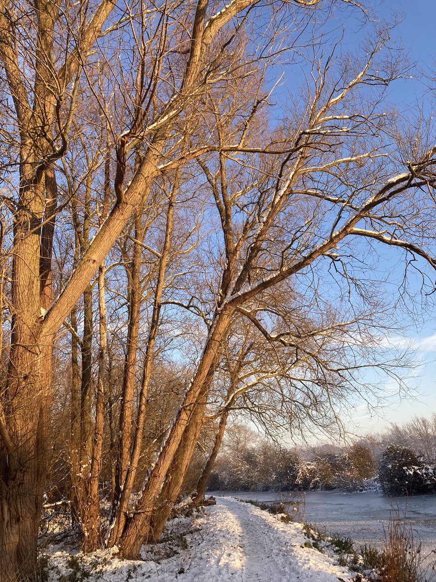 Perfect afternoon for a walk along the Stort Navigation at #Roydon
