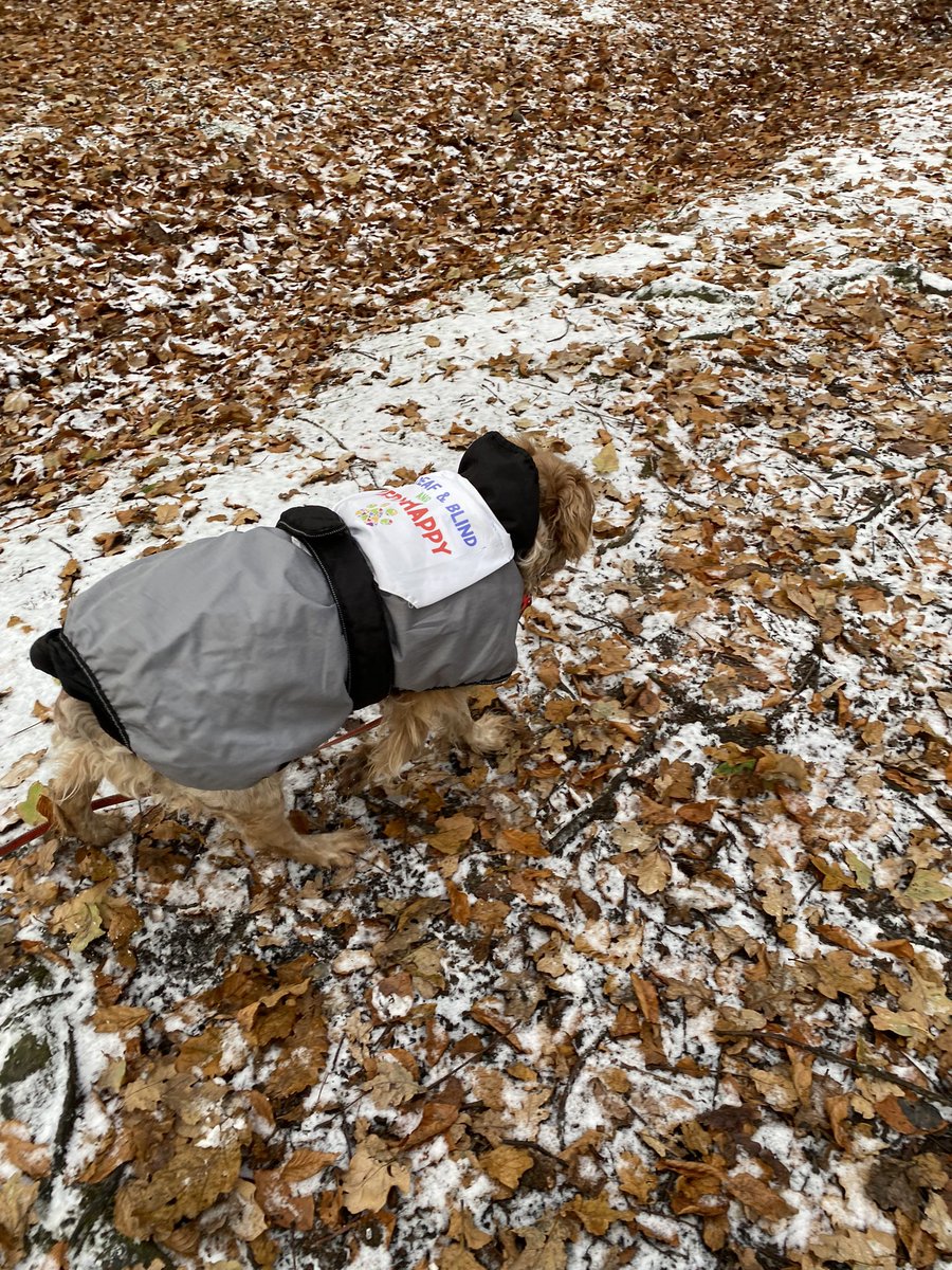 SpanielsSuper's tweet photo. We went for a lovely wintry walk in the woods with mum &amp; dad #WintryWalk #FunInTheSnow #DogsOfTwitter #AdoptDontShop https://t.co/E3cOxMx5mc