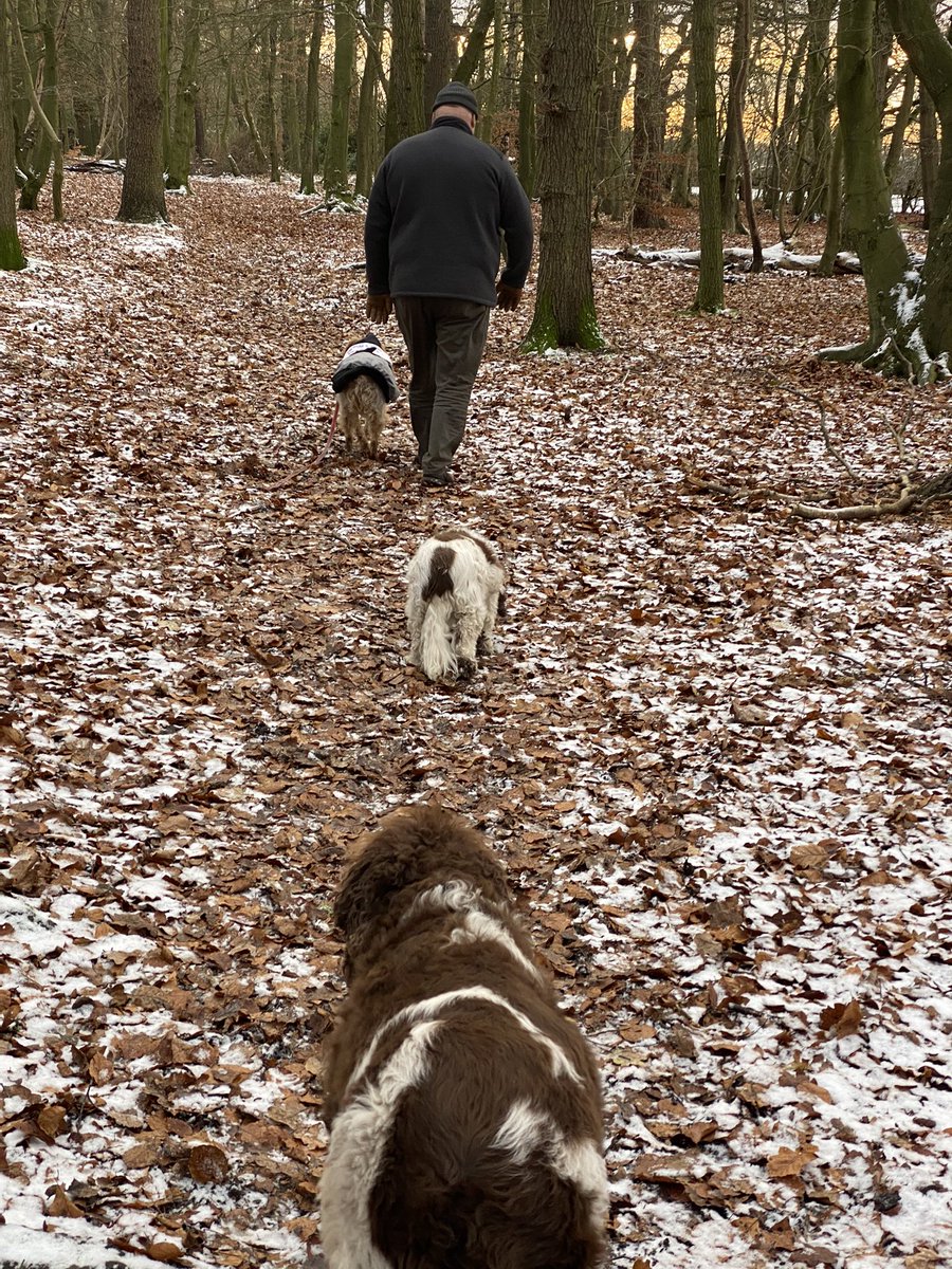 SpanielsSuper's tweet photo. We went for a lovely wintry walk in the woods with mum &amp; dad #WintryWalk #FunInTheSnow #DogsOfTwitter #AdoptDontShop https://t.co/E3cOxMx5mc
