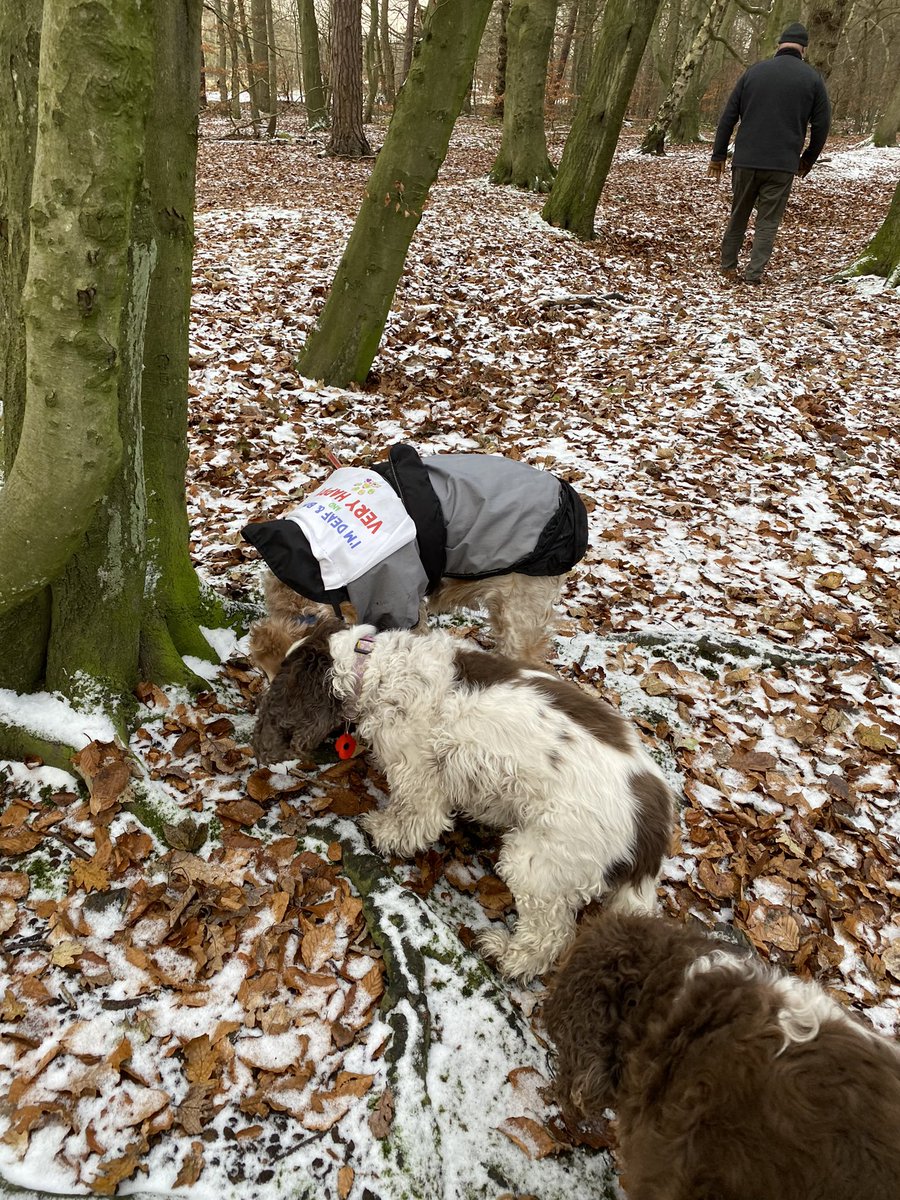 SpanielsSuper's tweet photo. We went for a lovely wintry walk in the woods with mum &amp; dad #WintryWalk #FunInTheSnow #DogsOfTwitter #AdoptDontShop https://t.co/E3cOxMx5mc