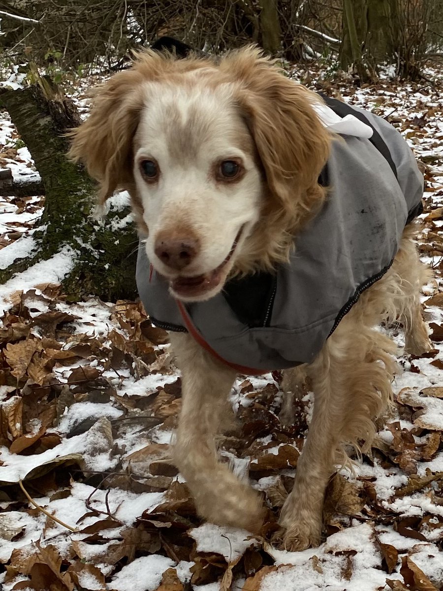 SpanielsSuper's tweet photo. We went for a lovely wintry walk in the woods with mum &amp; dad #WintryWalk #FunInTheSnow #DogsOfTwitter #AdoptDontShop https://t.co/E3cOxMx5mc