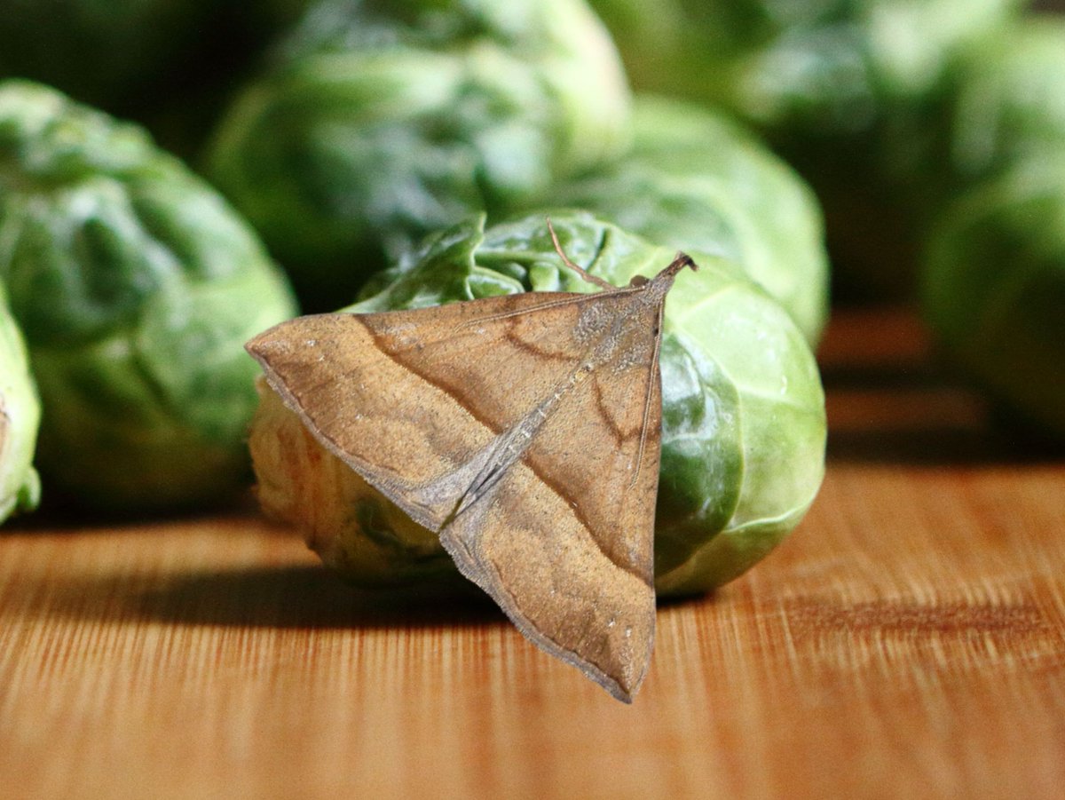 You've heard of elf on the shelf....