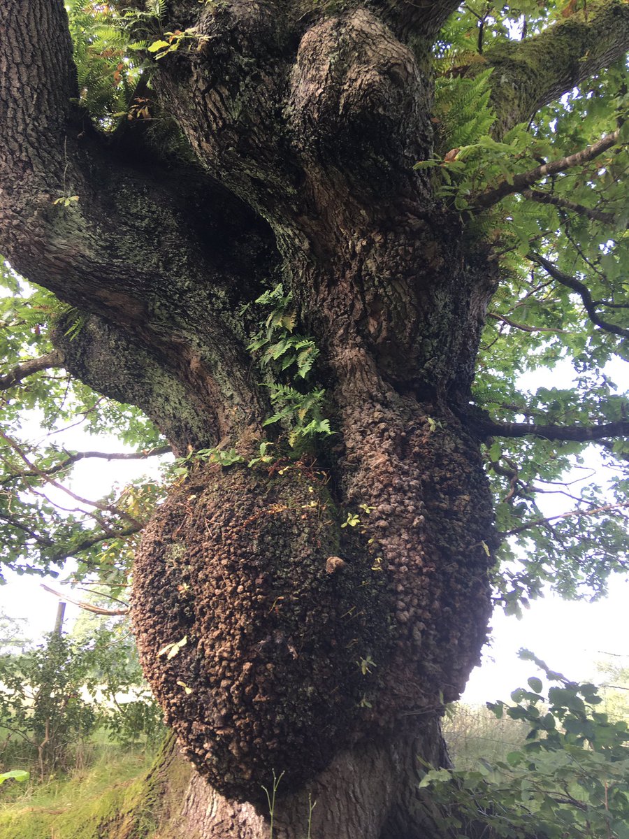 NorthumbriaTree's tweet photo. Ambleside Colthouse https://t.co/PlWQzeAbjk